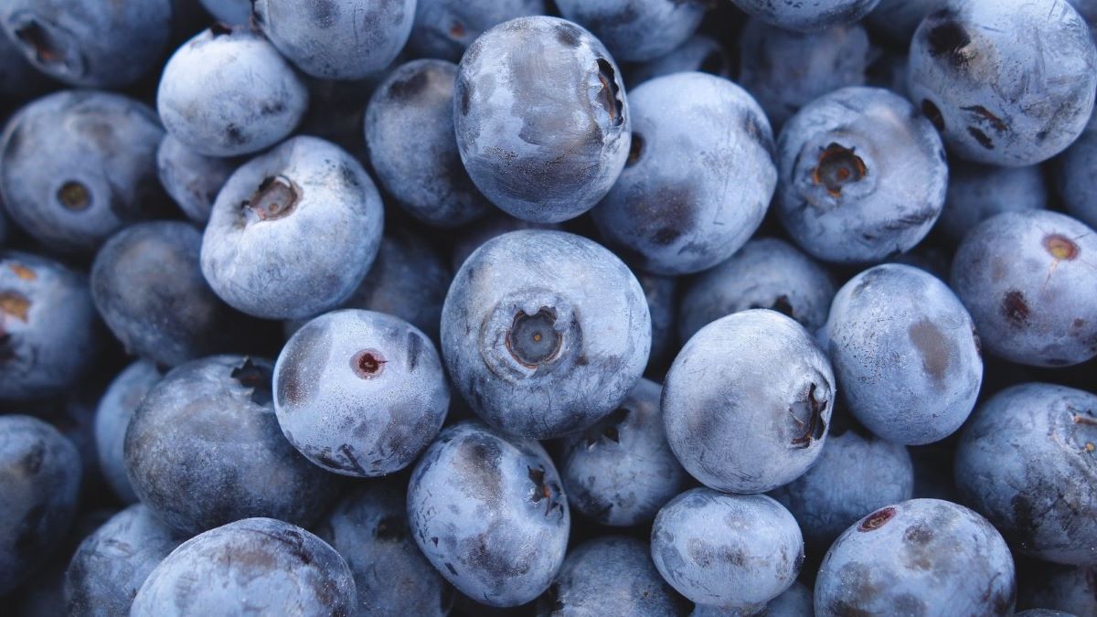 Mechanical harvesting effects on postharvest quality of southern highbush blueberries.jpg